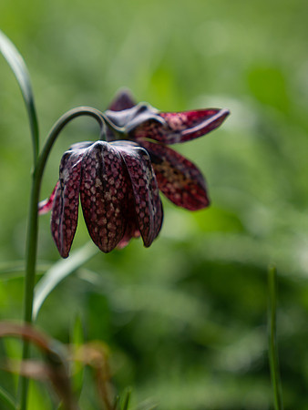 Flower in Bloom